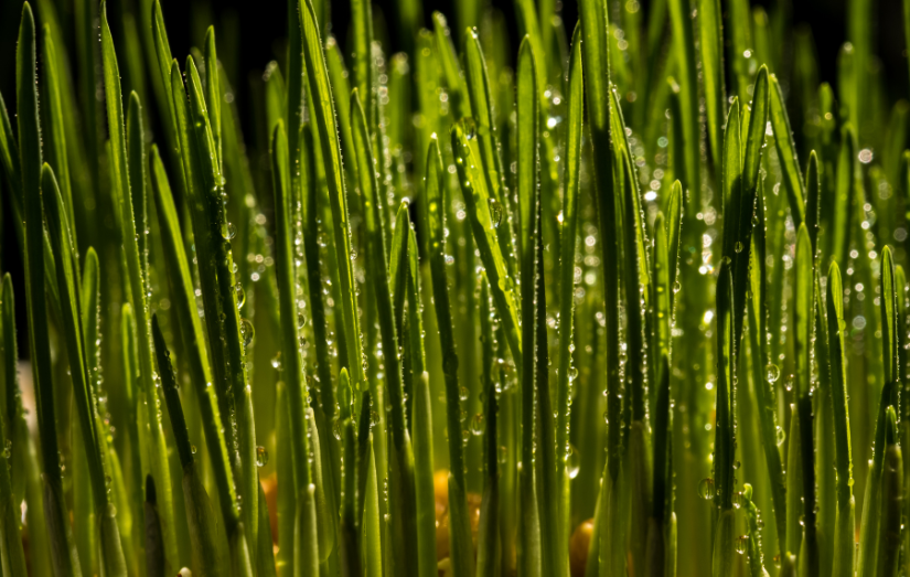 Benefits of Wheat Grass
