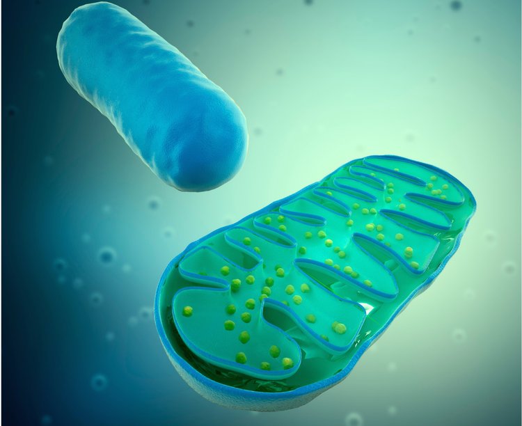 Are you taking care of your mitochondria?